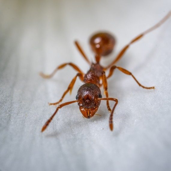 Field Ants, Pest Control in Olympic Park, E20. Call Now! 020 8166 9746