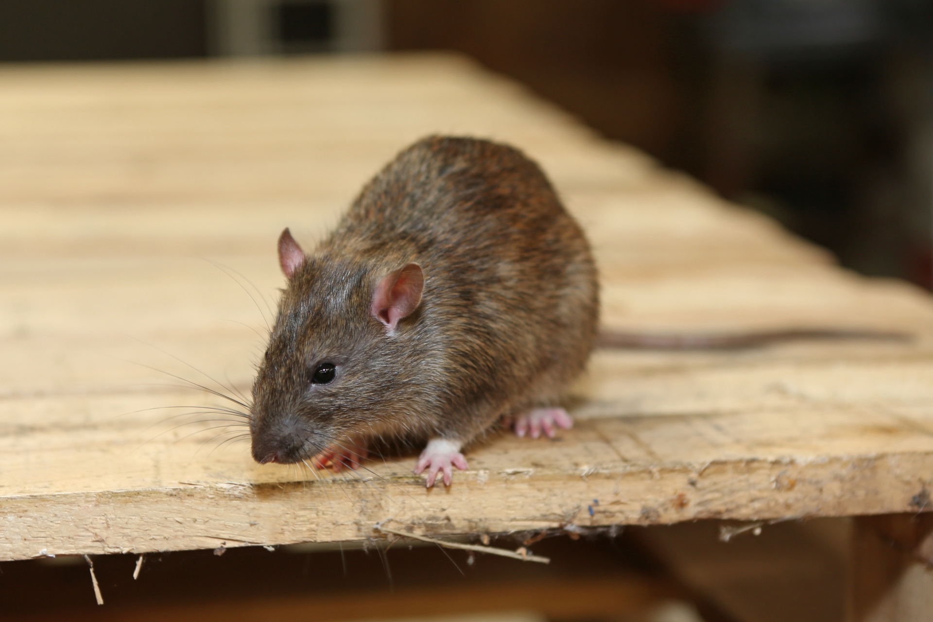Rat Control, Pest Control in Olympic Park, E20. Call Now 020 8166 9746