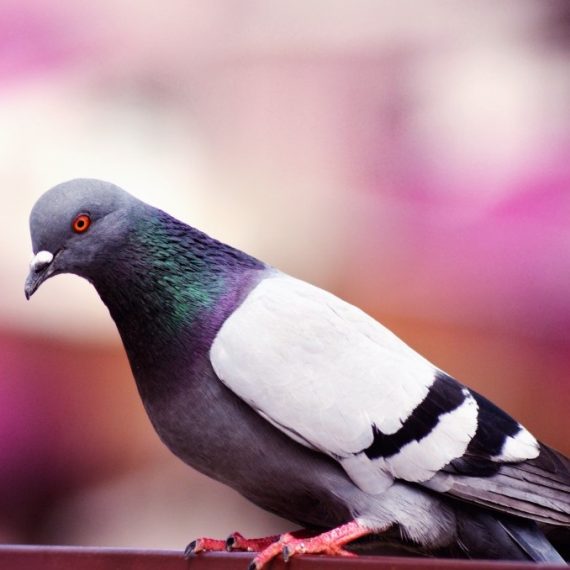 Birds, Pest Control in Olympic Park, E20. Call Now! 020 8166 9746