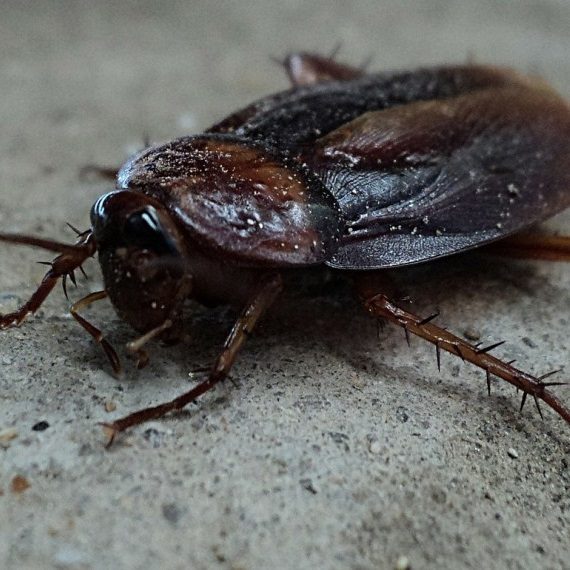 Cockroaches, Pest Control in Olympic Park, E20. Call Now! 020 8166 9746