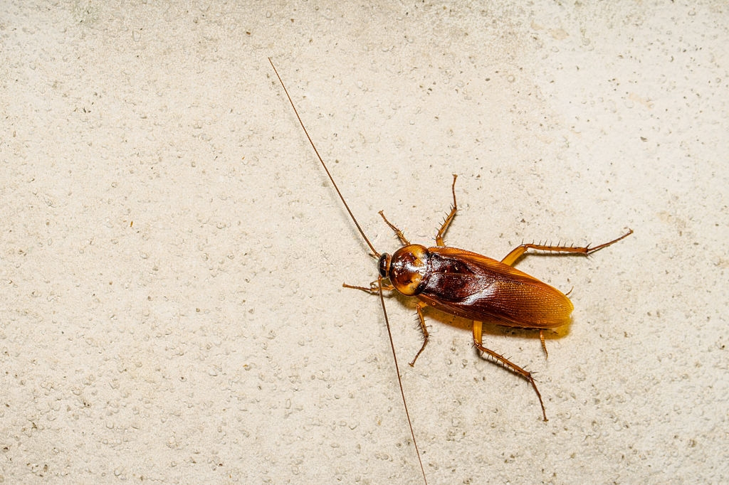 Cockroach Control, Pest Control in Olympic Park, E20. Call Now 020 8166 9746