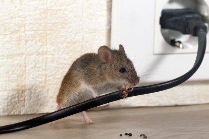 Pest Control in Olympic Park, E20. Call Now! 020 8166 9746