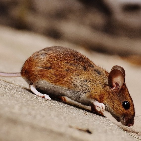 Mice, Pest Control in Olympic Park, E20. Call Now! 020 8166 9746