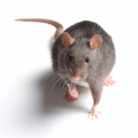 Rats, Pest Control in Olympic Park, E20. Call Now! 020 8166 9746