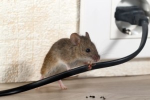 Mice Control, Pest Control in Olympic Park, E20. Call Now 020 8166 9746