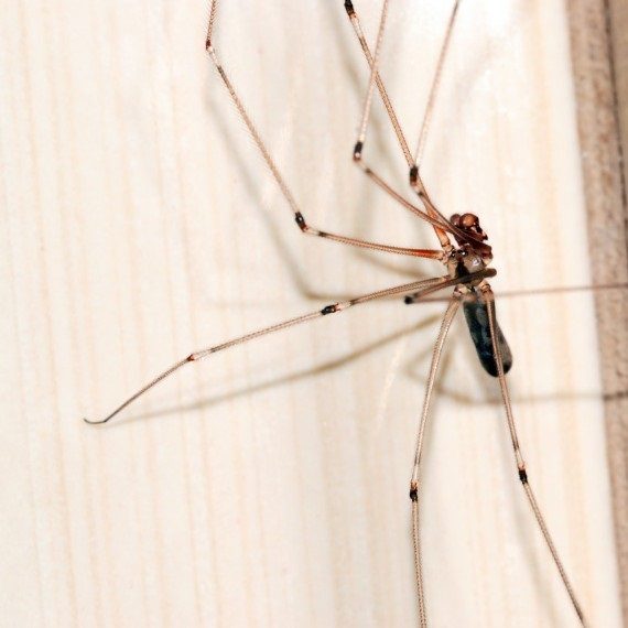 Spiders, Pest Control in Olympic Park, E20. Call Now! 020 8166 9746