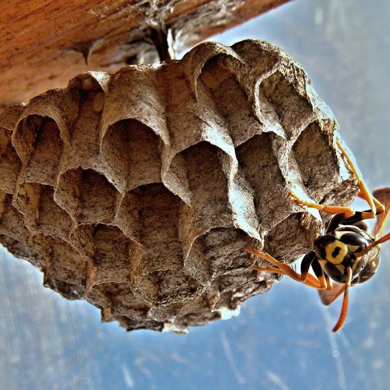 Wasps Nest, Pest Control in Olympic Park, E20. Call Now! 020 8166 9746